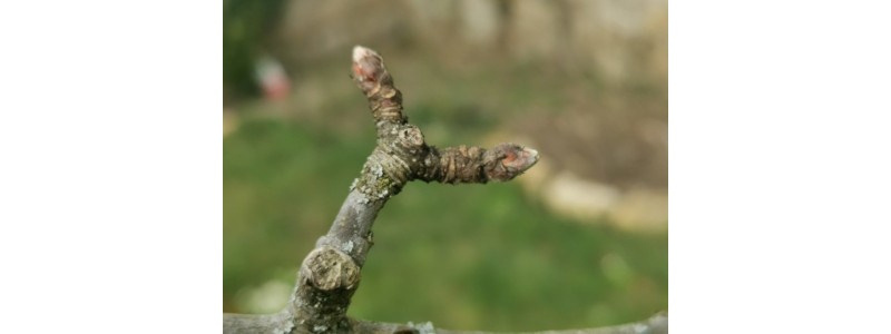Lire la suite à propos de l’article Les stades de floraison des pommiers