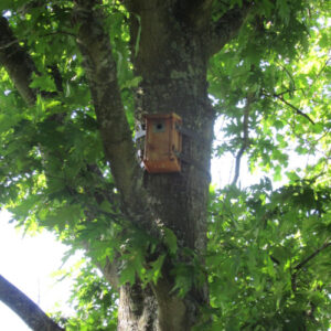 nichoir à mésange dans un arbre