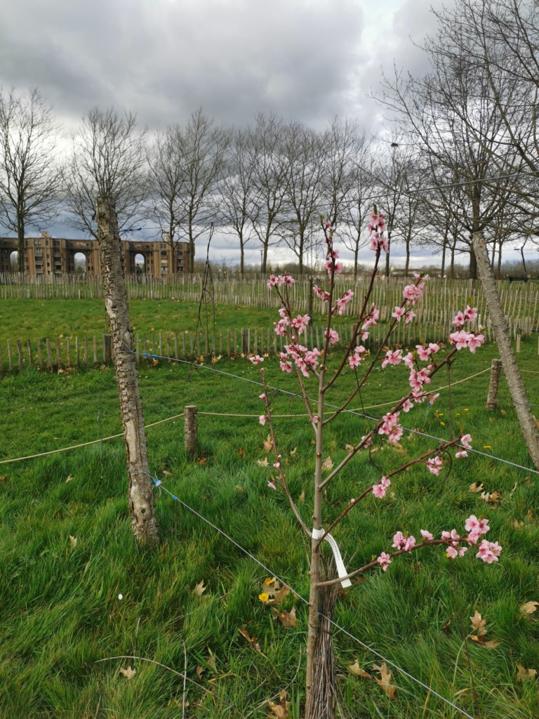 Lire la suite à propos de l’article Deux rendez-vous au verger : Le 13 juin, 19h, entretien et le 22 juin 10h-13h, atelier sur le verger palissé