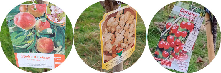 Lire la suite à propos de l’article 17 novembre 24 : nouvelles plantations au verger