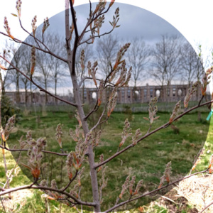 amelanchier jeunes feuilles
