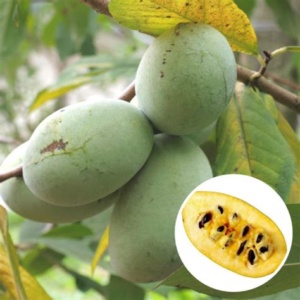 Photo du fruit de l'asiminier