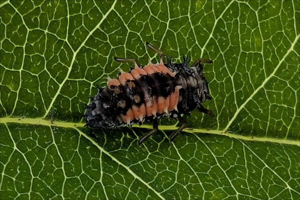 Lire la suite à propos de l’article Mais quel est donc cet insecte?